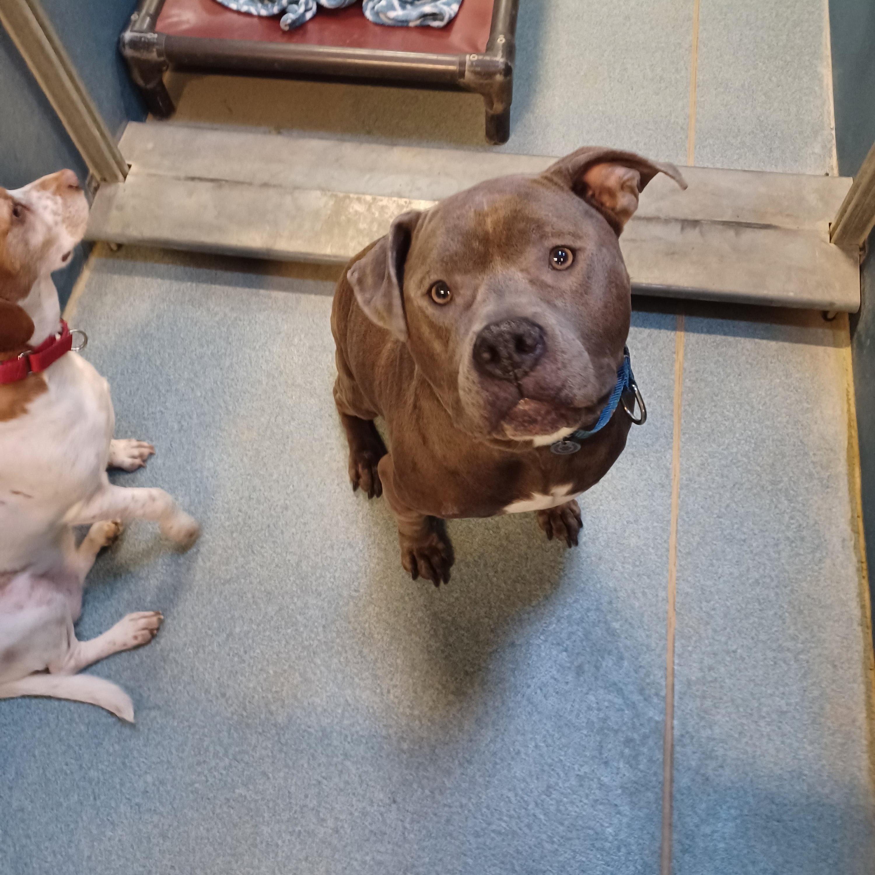 Moxie and Tina (Bonded Pair) photo 3