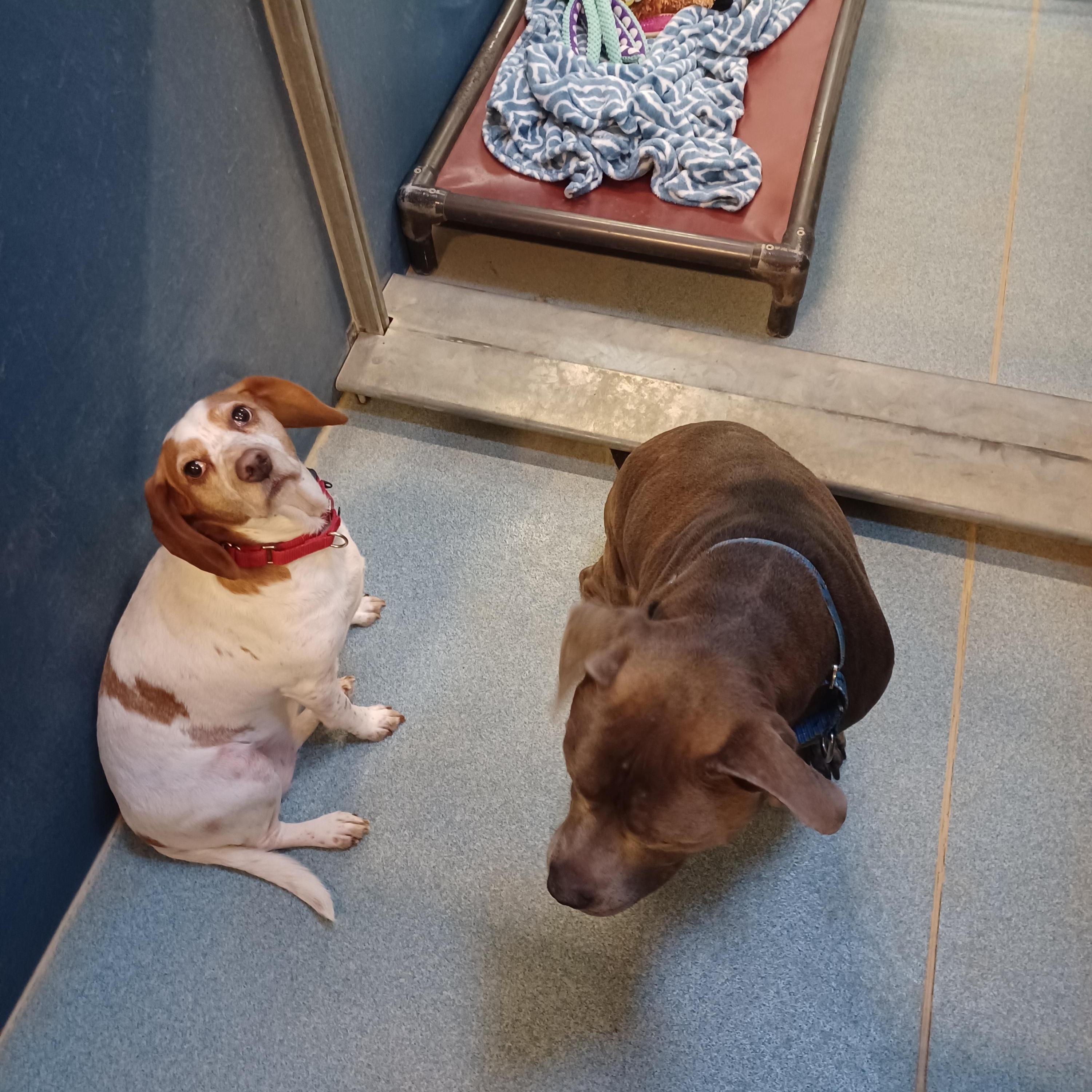 Moxie and Tina (Bonded Pair) photo 2