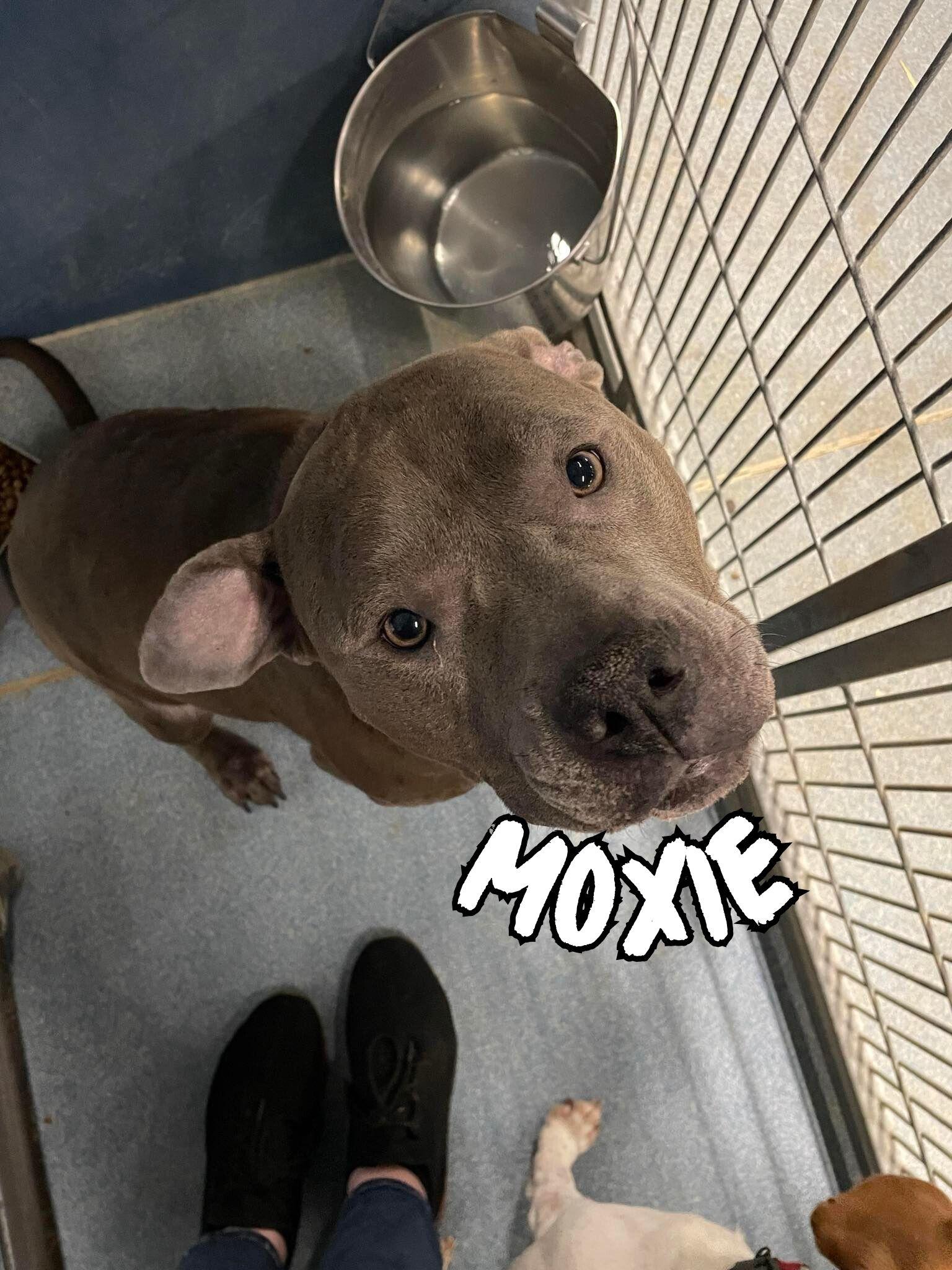 Moxie and Tina (Bonded Pair) photo 4