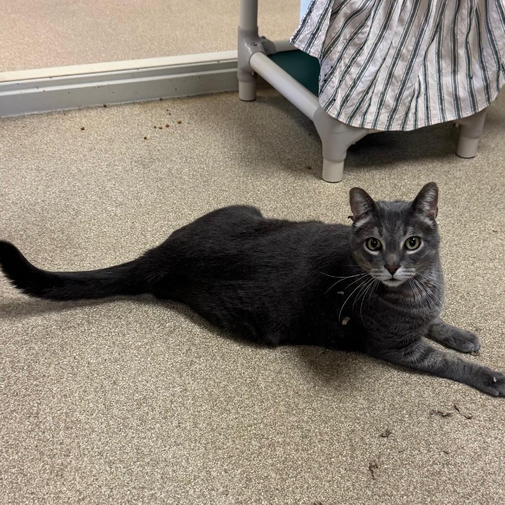 Enlarge Kit Kat, a Adoptable Domestic Short Hair in Bristol, IN image 1/6