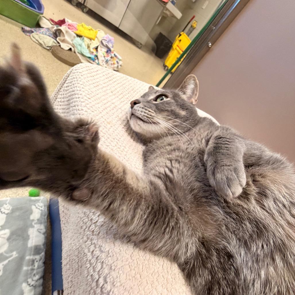 Enlarge Kit Kat, a Adoptable Domestic Short Hair in Bristol, IN image 2/6