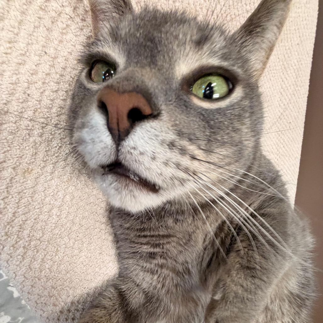 Enlarge Kit Kat, a Adoptable Domestic Short Hair in Bristol, IN image 3/6
