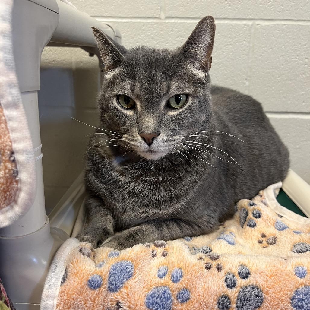 Enlarge Kit Kat, a Adoptable Domestic Short Hair in Bristol, IN image 4/6