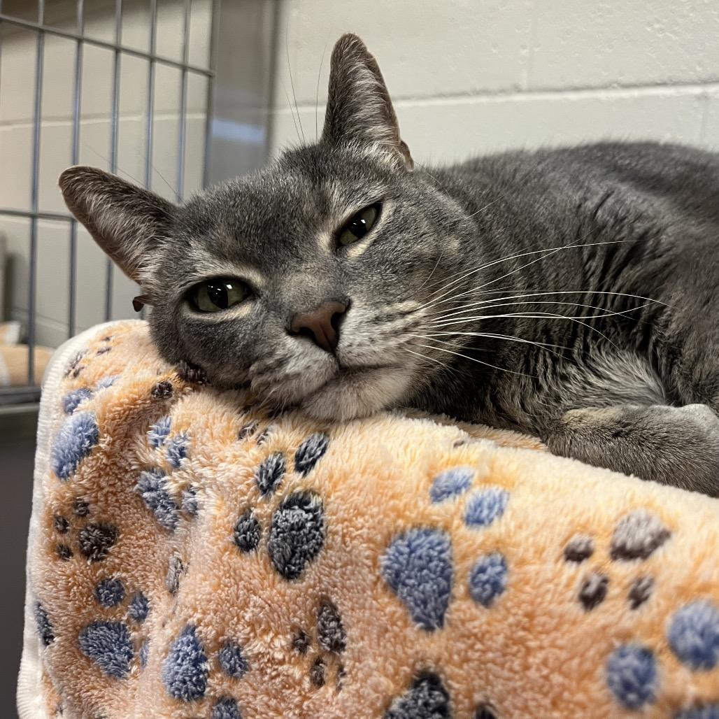 Enlarge Kit Kat, a Adoptable Domestic Short Hair in Bristol, IN image 5/6