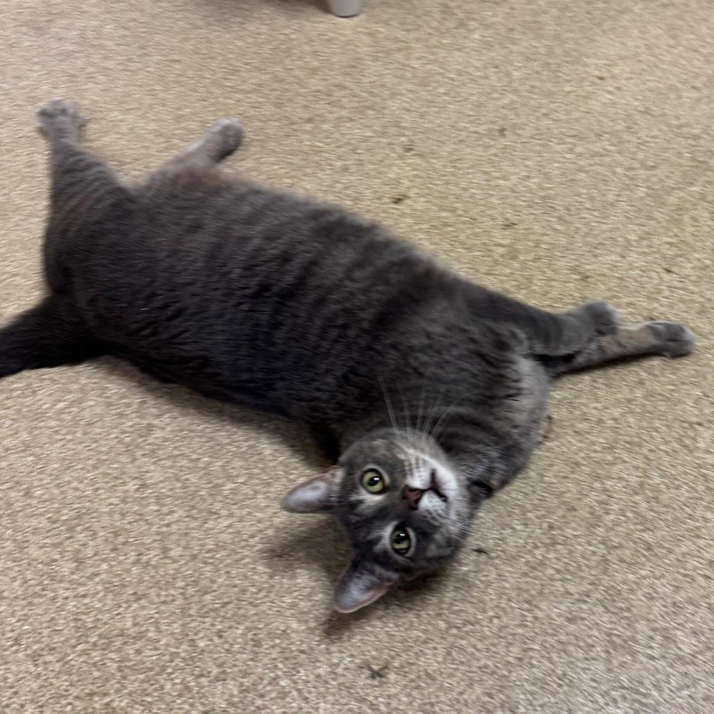 Enlarge Kit Kat, a Adoptable Domestic Short Hair in Bristol, IN image 6/6