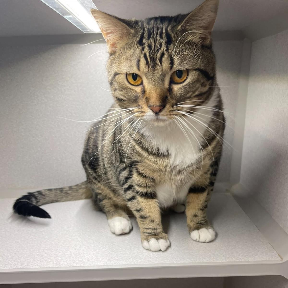 Baz, Adoptable, Adult Male Domestic Short Hair.