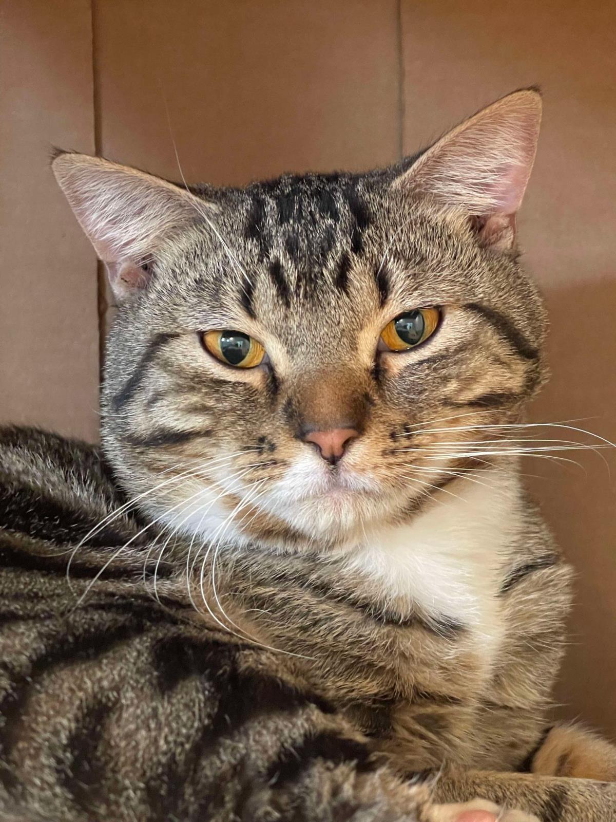 Enlarge Baz, a Adoptable mixed breed in Lincoln, CA image 4/4