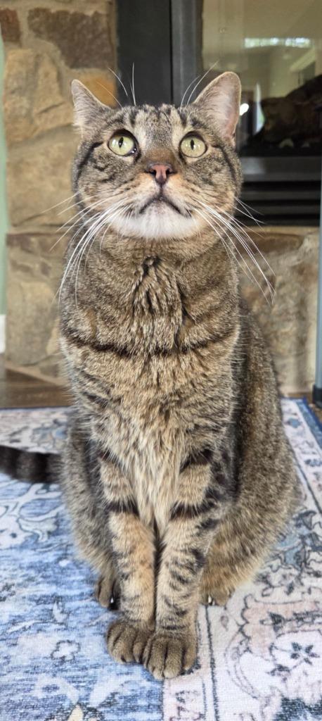 Gigantasaurus, a Adoptable mixed breed in Blountville, TN image 2/5