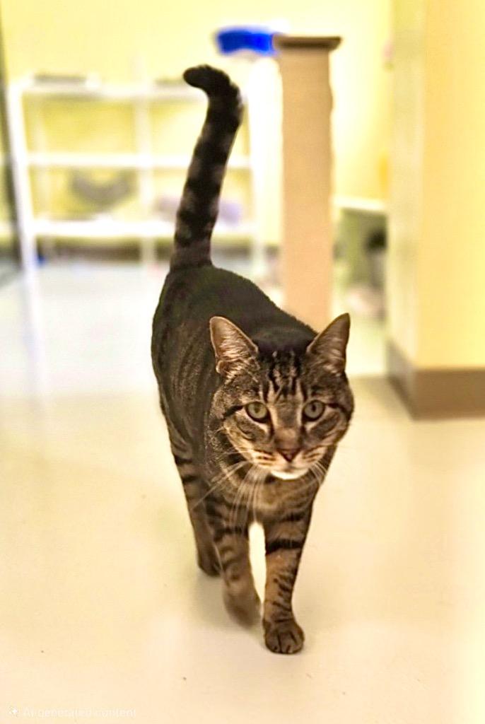 Gigantasaurus, a Adoptable mixed breed in Blountville, TN image 3/3