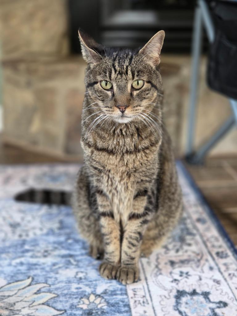 Gigantasaurus, a Adoptable mixed breed in Blountville, TN image 5/5