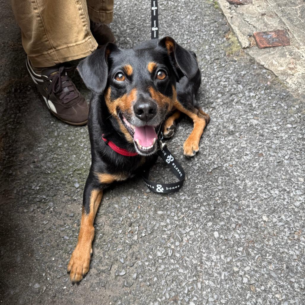 Enlarge Leonard, a Adoptable Miniature Pinscher in Brooklyn, NY image 2/6