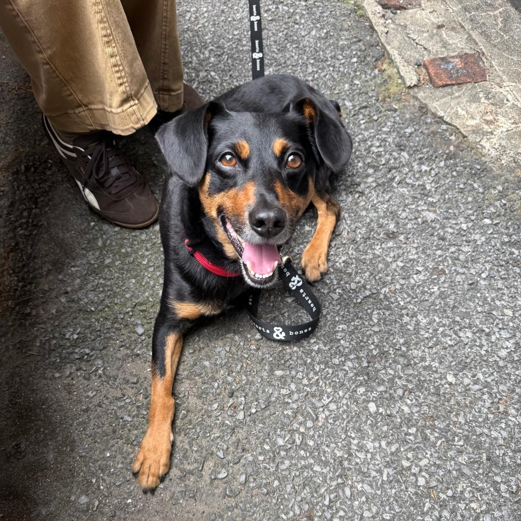 Enlarge Leonard, a Adoptable Miniature Pinscher in Brooklyn, NY image 3/6