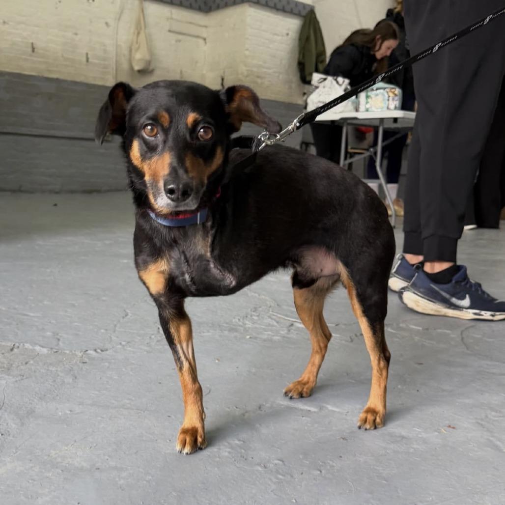 Enlarge Leonard, a Adoptable Miniature Pinscher in Brooklyn, NY image 4/6