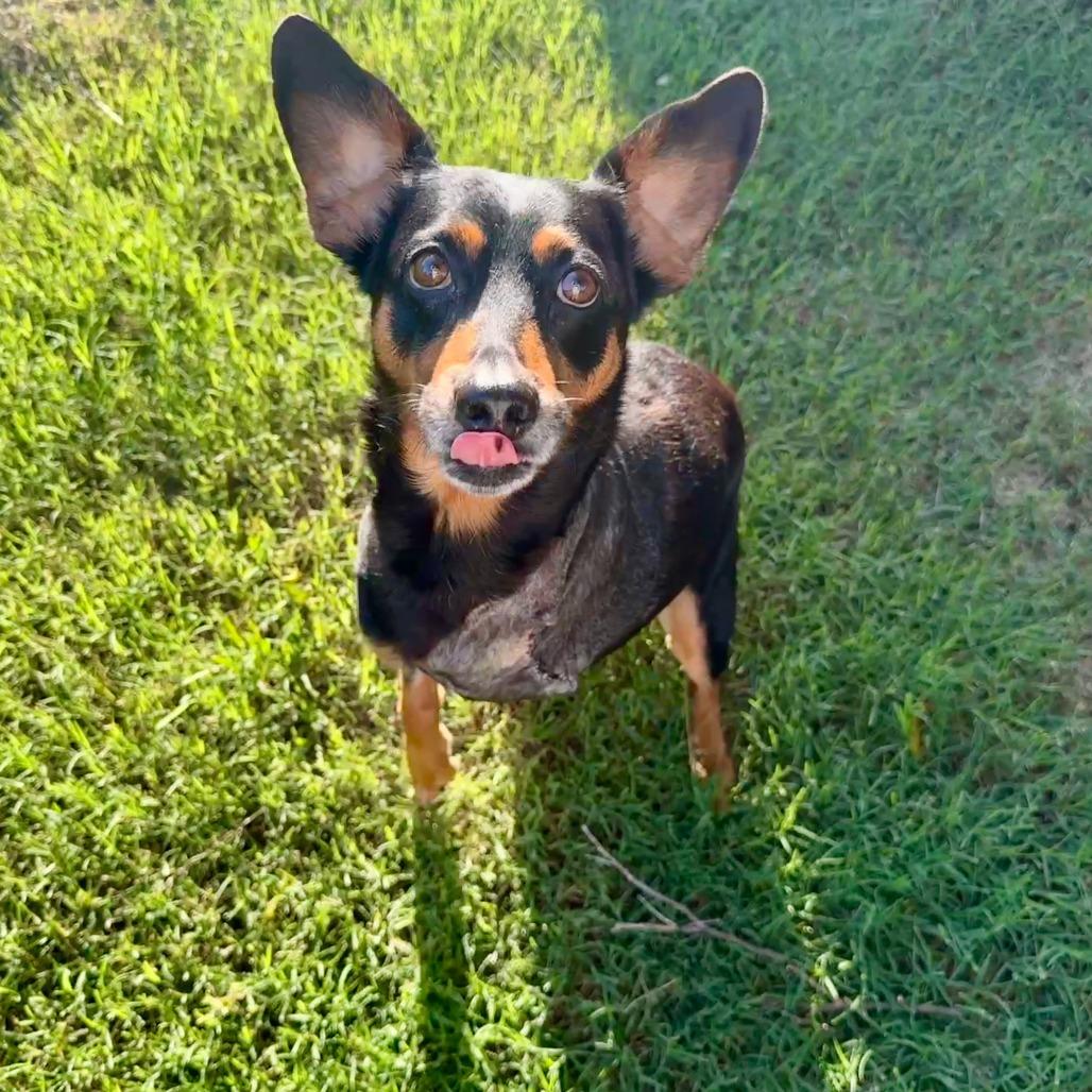 Enlarge Leonard, a Adoptable Miniature Pinscher in Brooklyn, NY image 5/6