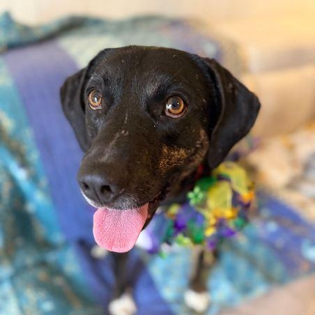Mooney (Moondancer), a Adoptable mixed breed in Harrisburg, PA image 5/5