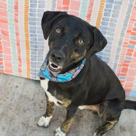 Mooney (Moondancer), a Adoptable mixed breed in Harrisburg, PA image 1/5