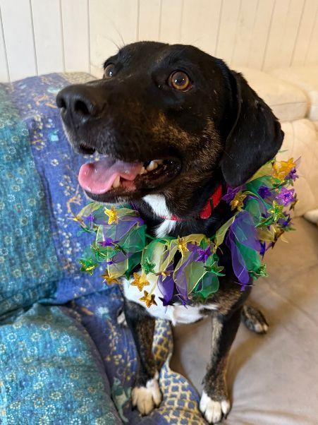 Mooney (Moondancer), a Adoptable mixed breed in Harrisburg, PA image 3/5