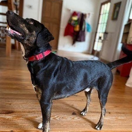 Mooney (Moondancer), a Adoptable mixed breed in Harrisburg, PA image 2/5