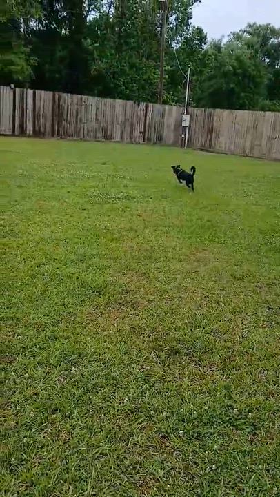 Enlarge Mooney (Moondancer), a Adoptable mixed breed in Harrisburg, PA video 4/5