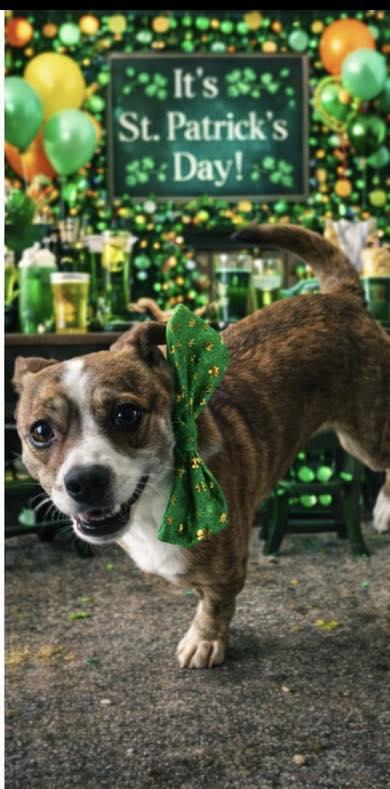 Paprika, ADOPTABLE, Young Female Mixed Breed.