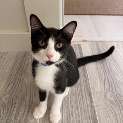 Thresh, Adoptable, Kitten Male Domestic Short Hair.