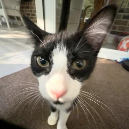 Thresh, a Adoptable mixed breed in Atlanta, GA image 2/2