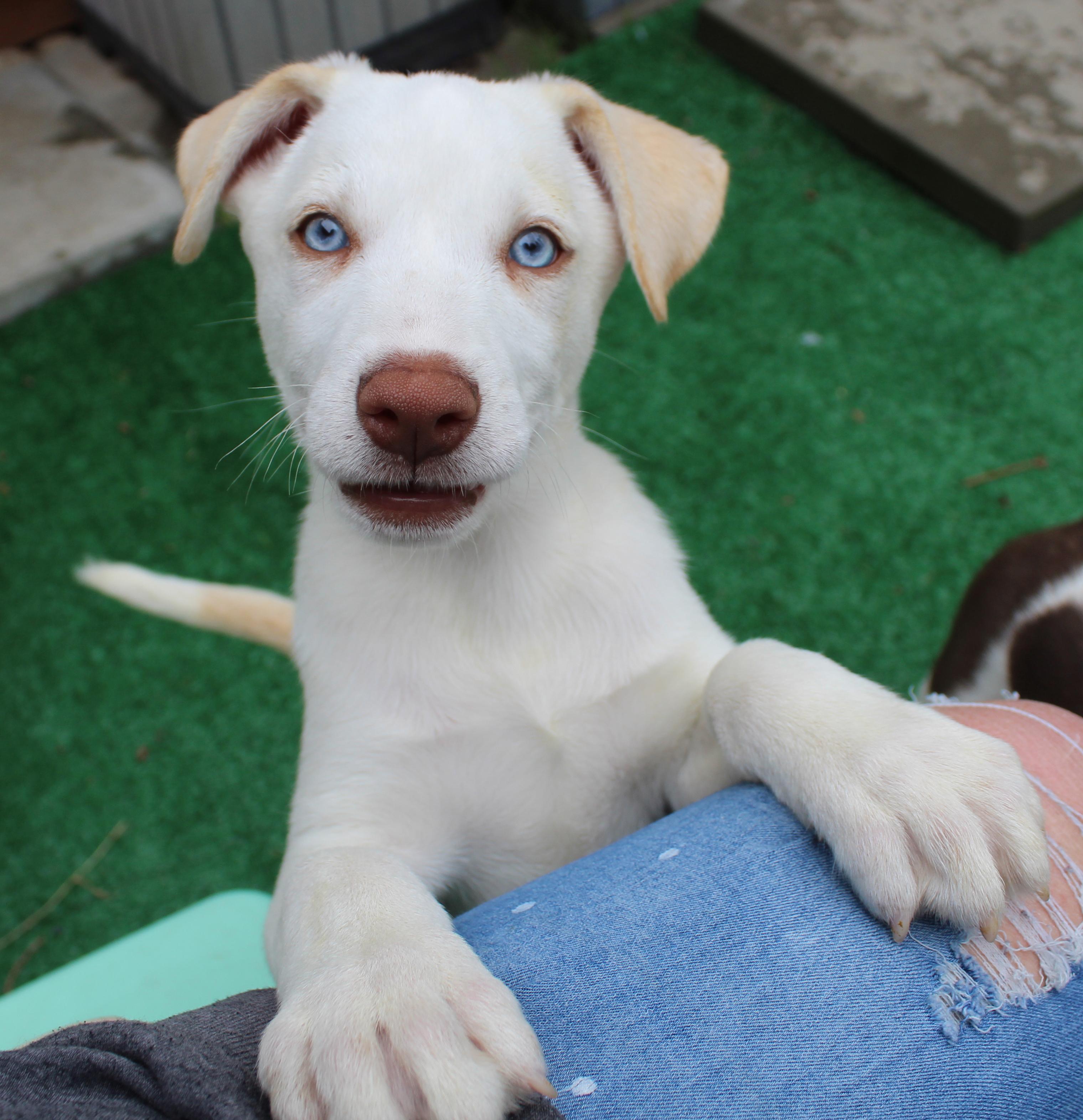 Fiddlehead (Leafy Greens litter), an adoptable mixed breed in Silvana, WA image 3/6