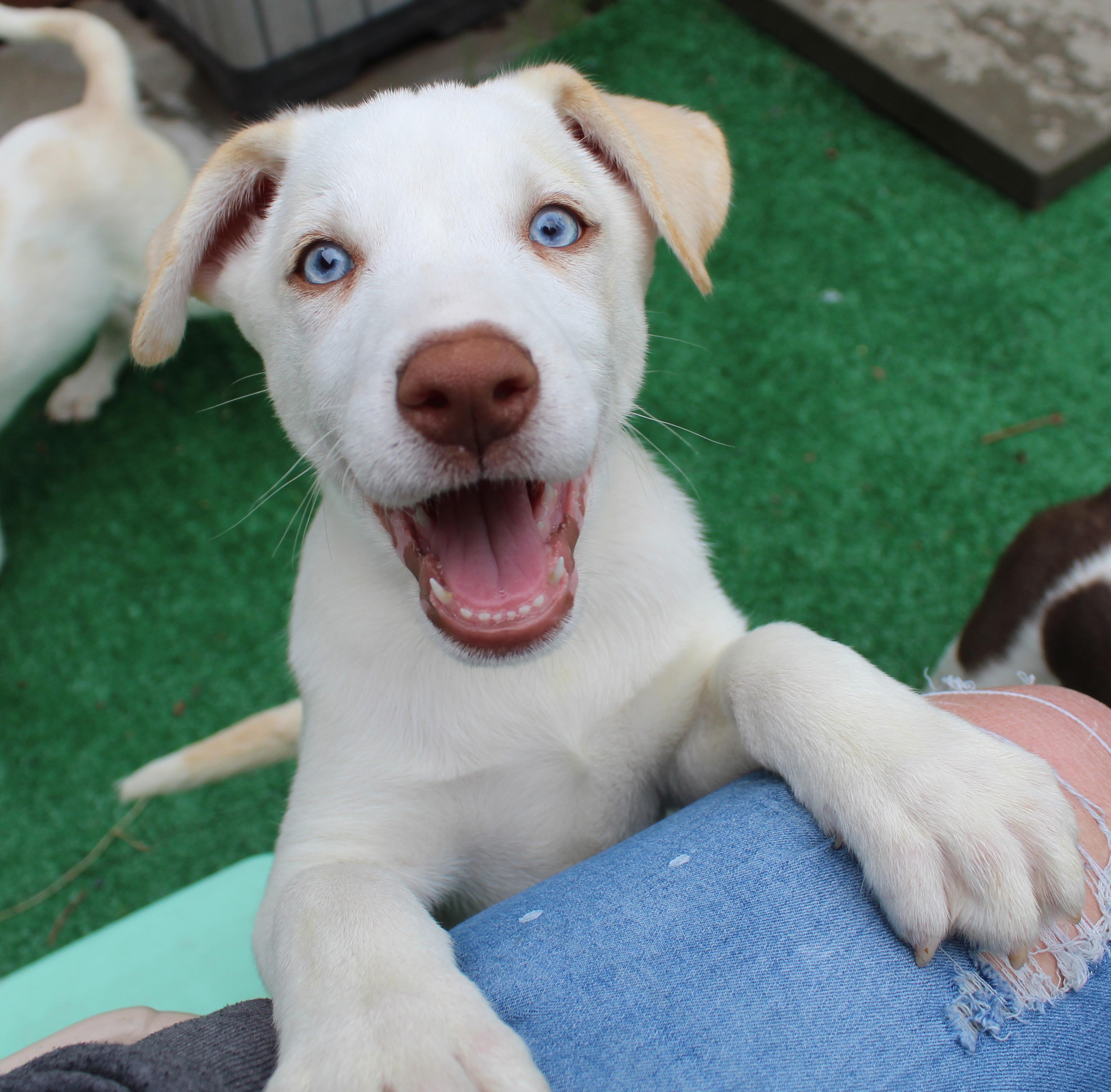 Fiddlehead (Leafy Greens litter), an adoptable mixed breed in Silvana, WA image 1/6