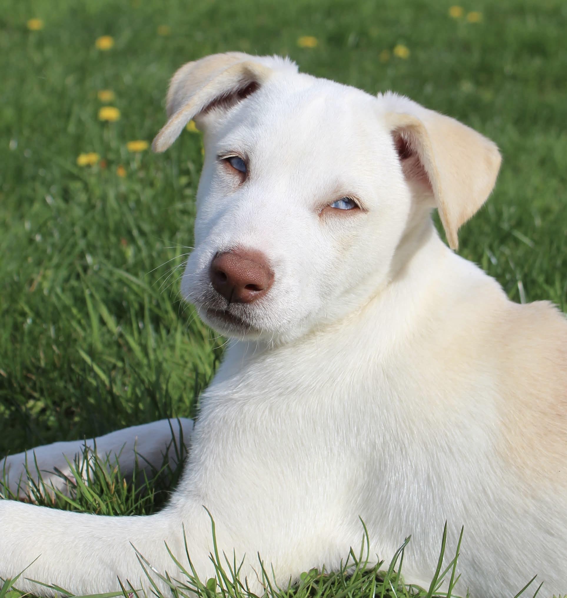 Fiddlehead (Leafy Greens litter), adoptable, Puppy Male Pit Bull Terrier & Husky.