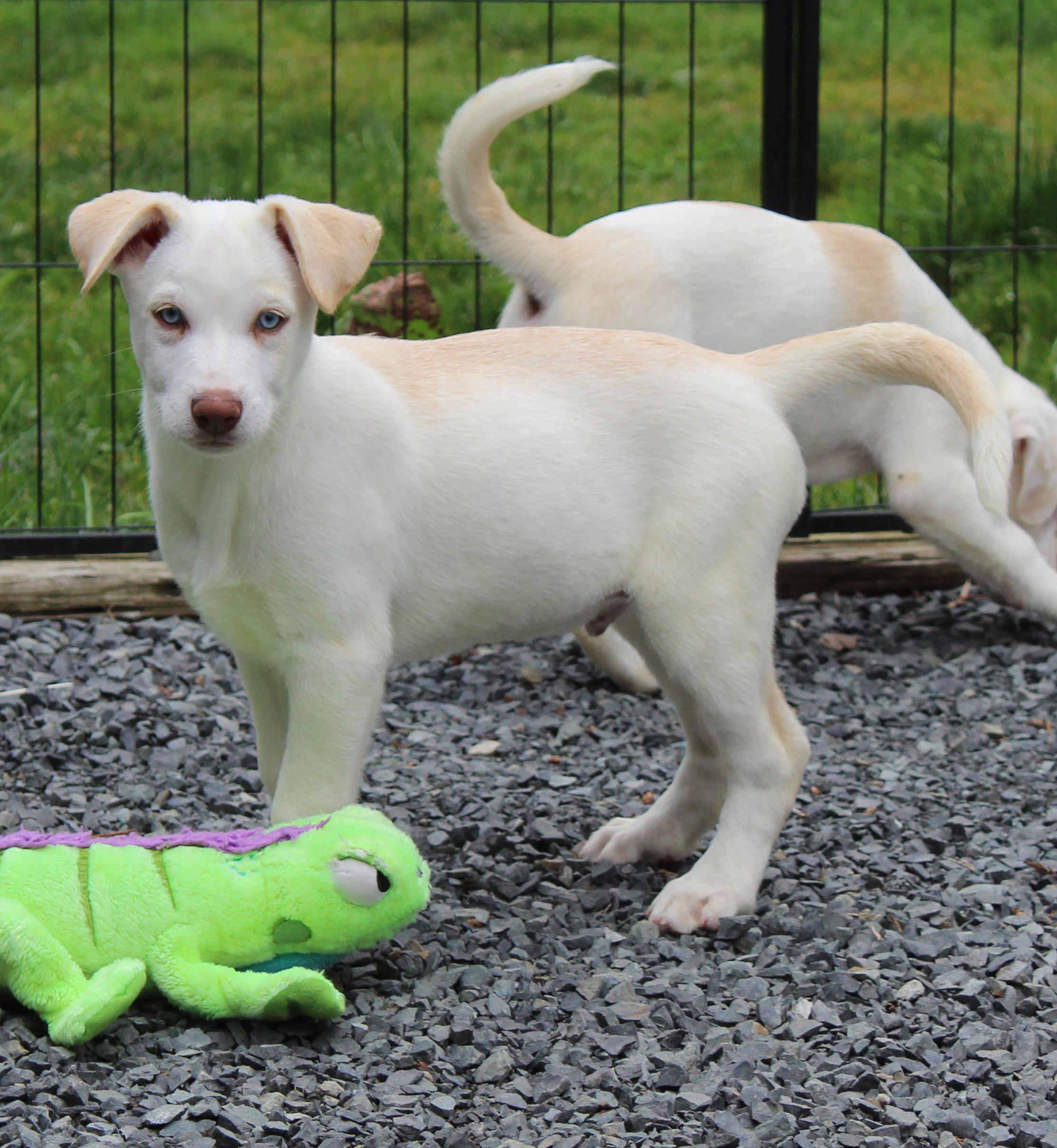 Fiddlehead (Leafy Greens litter), an adoptable mixed breed in Silvana, WA image 2/6