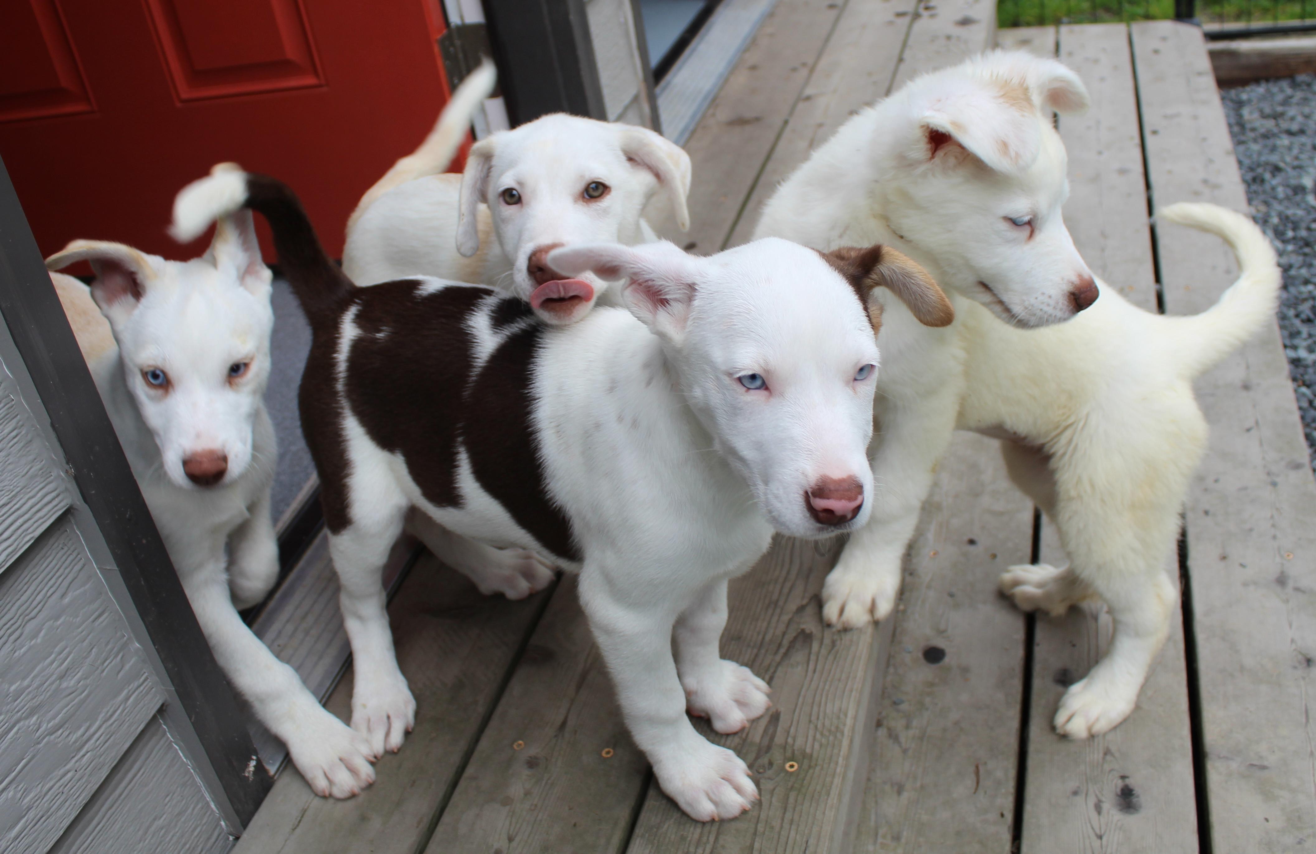 Fiddlehead (Leafy Greens litter), an adoptable mixed breed in Silvana, WA image 6/6