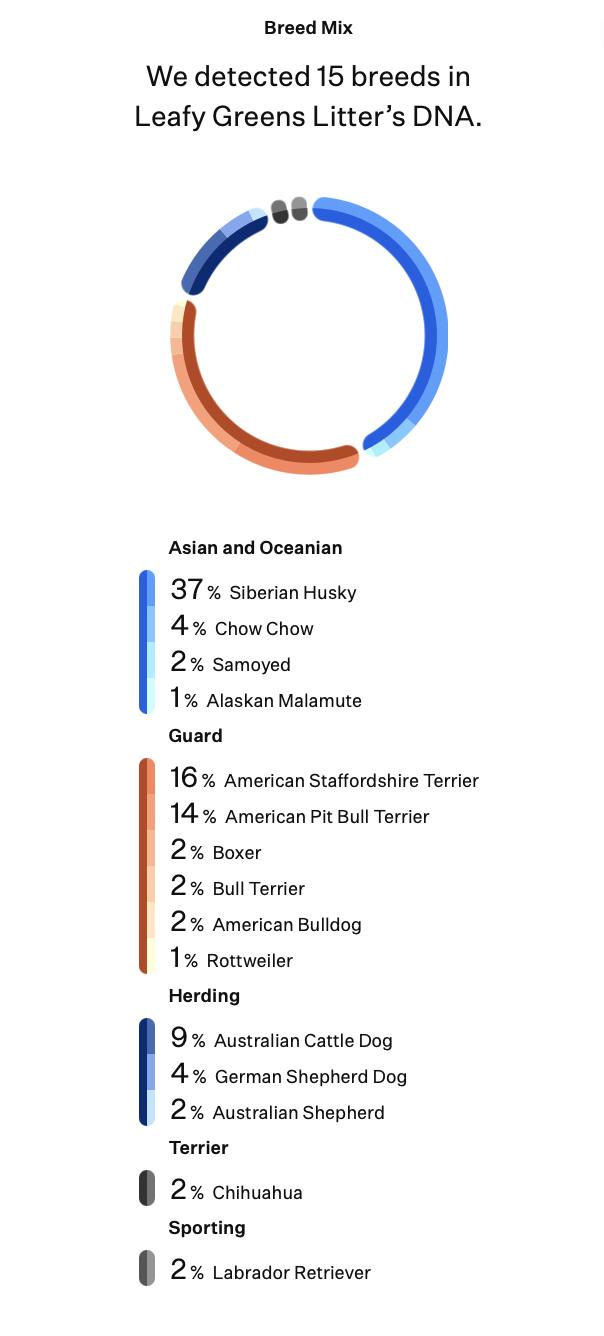 Fiddlehead (Leafy Greens litter), an adoptable mixed breed in Silvana, WA image 5/6