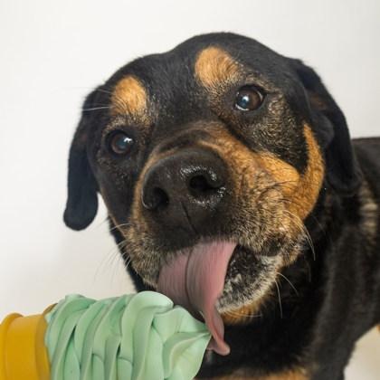 Enlarge Zoey, a ADOPTABLE Retriever in Boyne City, MI image 3/3