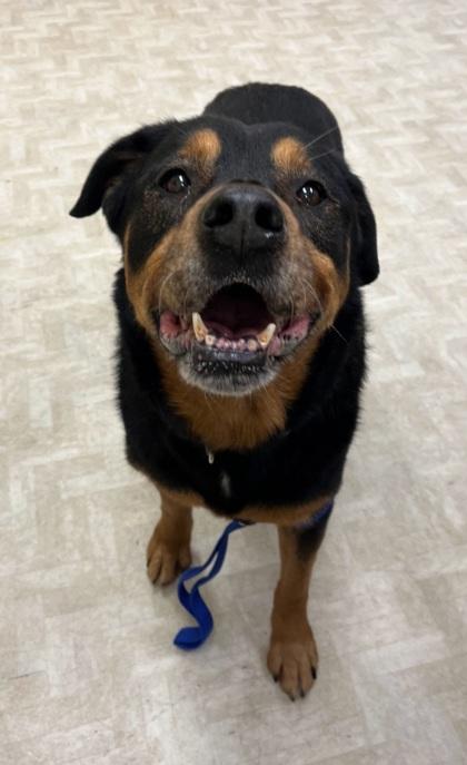 Enlarge Zoey, a ADOPTABLE Retriever in Boyne City, MI image 2/2