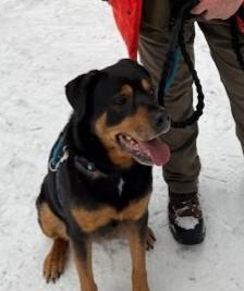 Enlarge Zoey, a ADOPTABLE Retriever in Boyne City, MI image 1/2