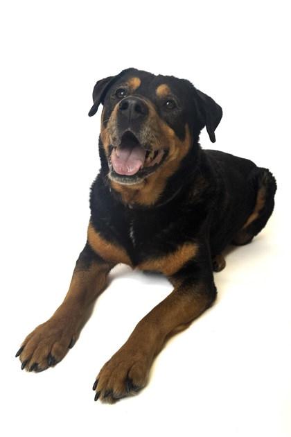 Enlarge Zoey, a ADOPTABLE Retriever in Boyne City, MI image 2/3