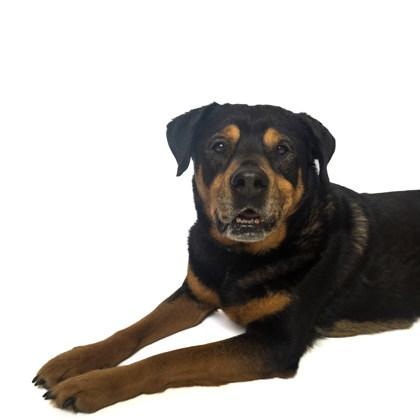 Enlarge Zoey, a ADOPTABLE Retriever in Boyne City, MI image 1/3