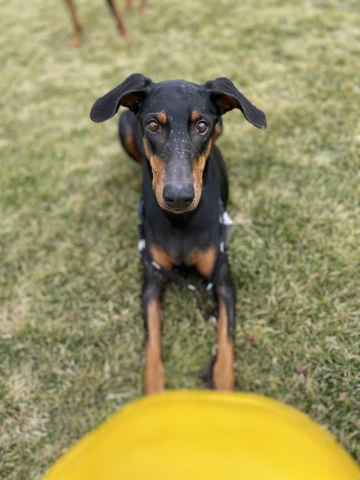Enlarge Glinda, a Adoptable Doberman Pinscher in Morgantown, WV image 2/3