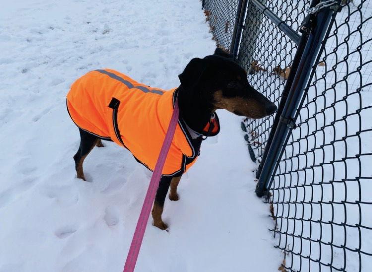 Glinda, a Adoptable Doberman Pinscher in Morgantown, WV image 3/3