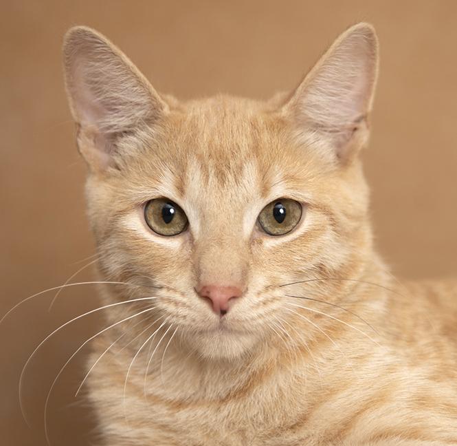 Chip, adopted, Young Male Domestic Short Hair.