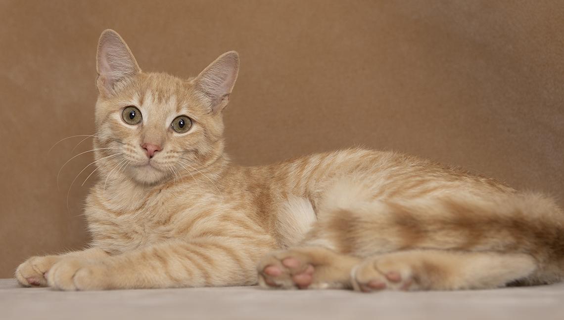 Chip, an adopted Domestic Short Hair in Chicago, IL image 2/4