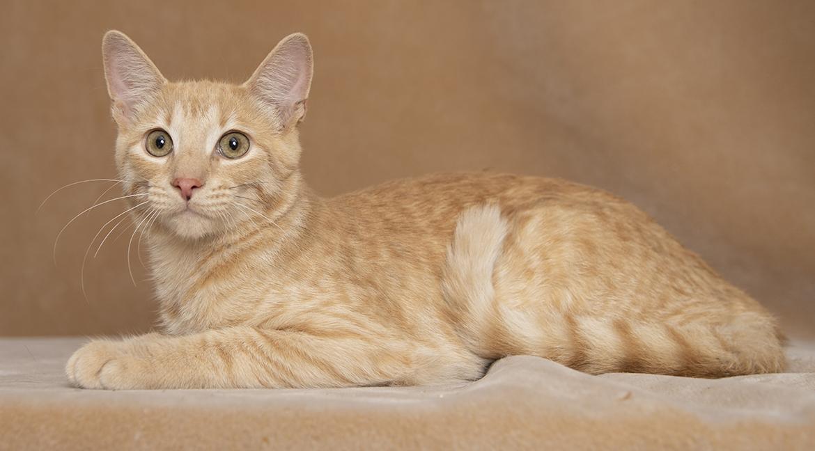 Chip, an adopted Domestic Short Hair in Chicago, IL image 4/4