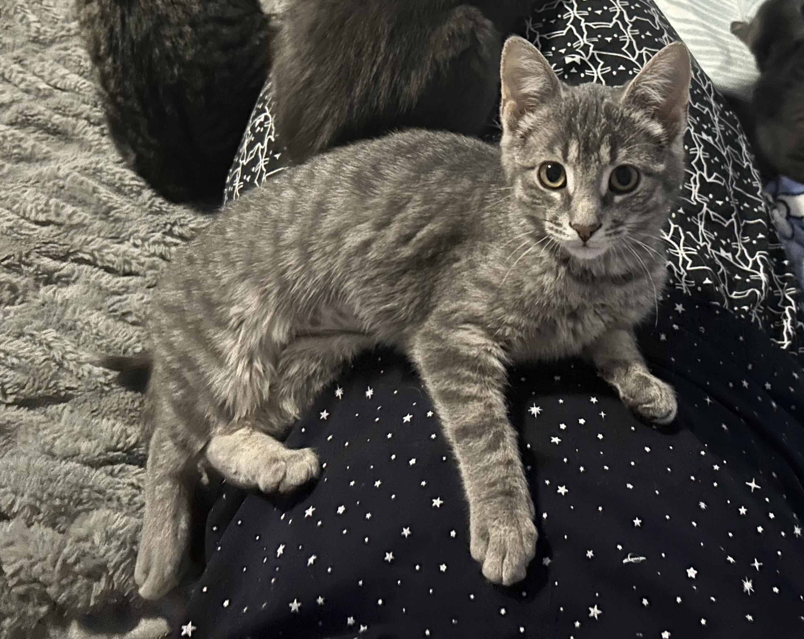 Enlarge ALEXIS, a ADOPTABLE Tabby in Shakespeare, ON image 3/3