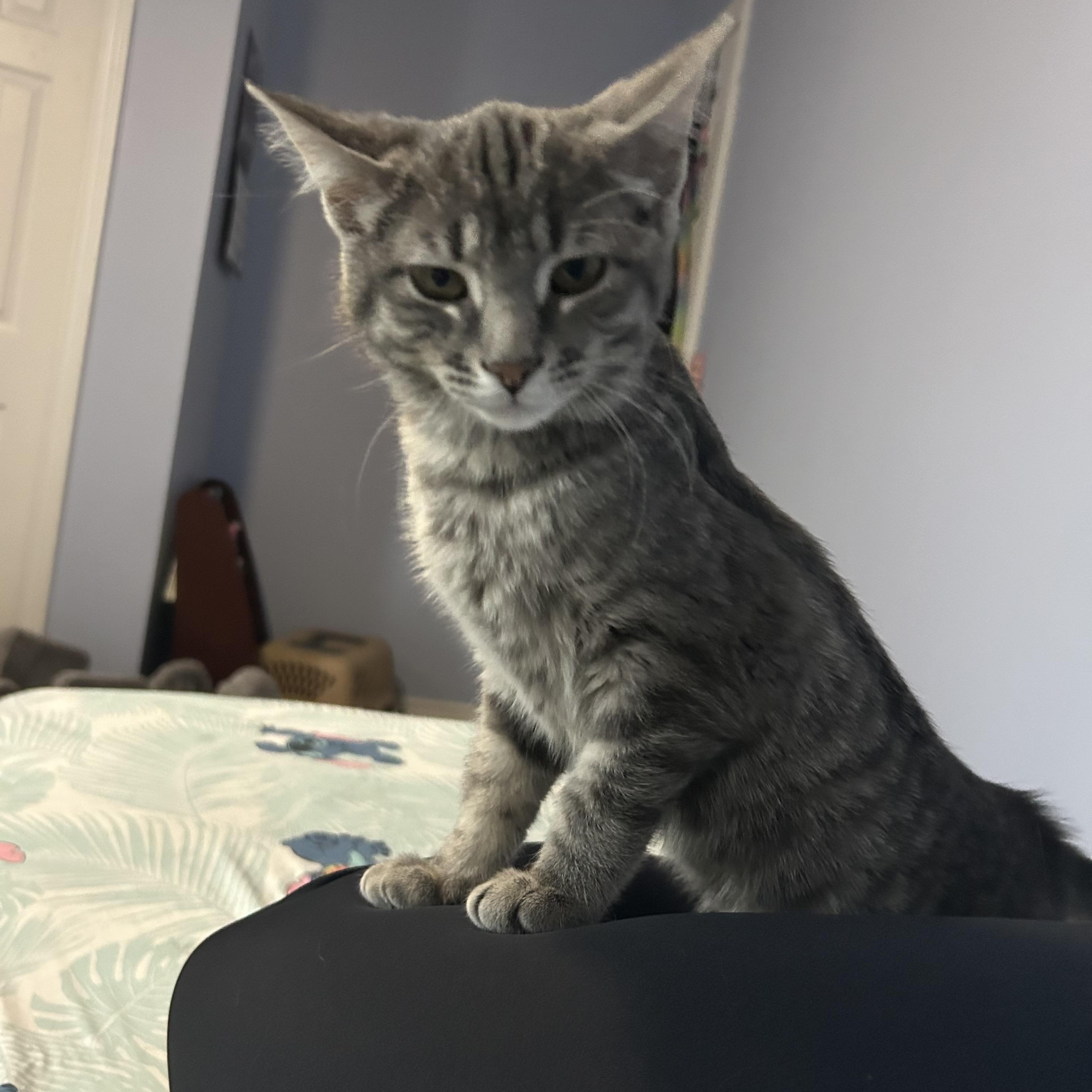 Enlarge ALEXIS, a ADOPTABLE Tabby in Shakespeare, ON image 2/3