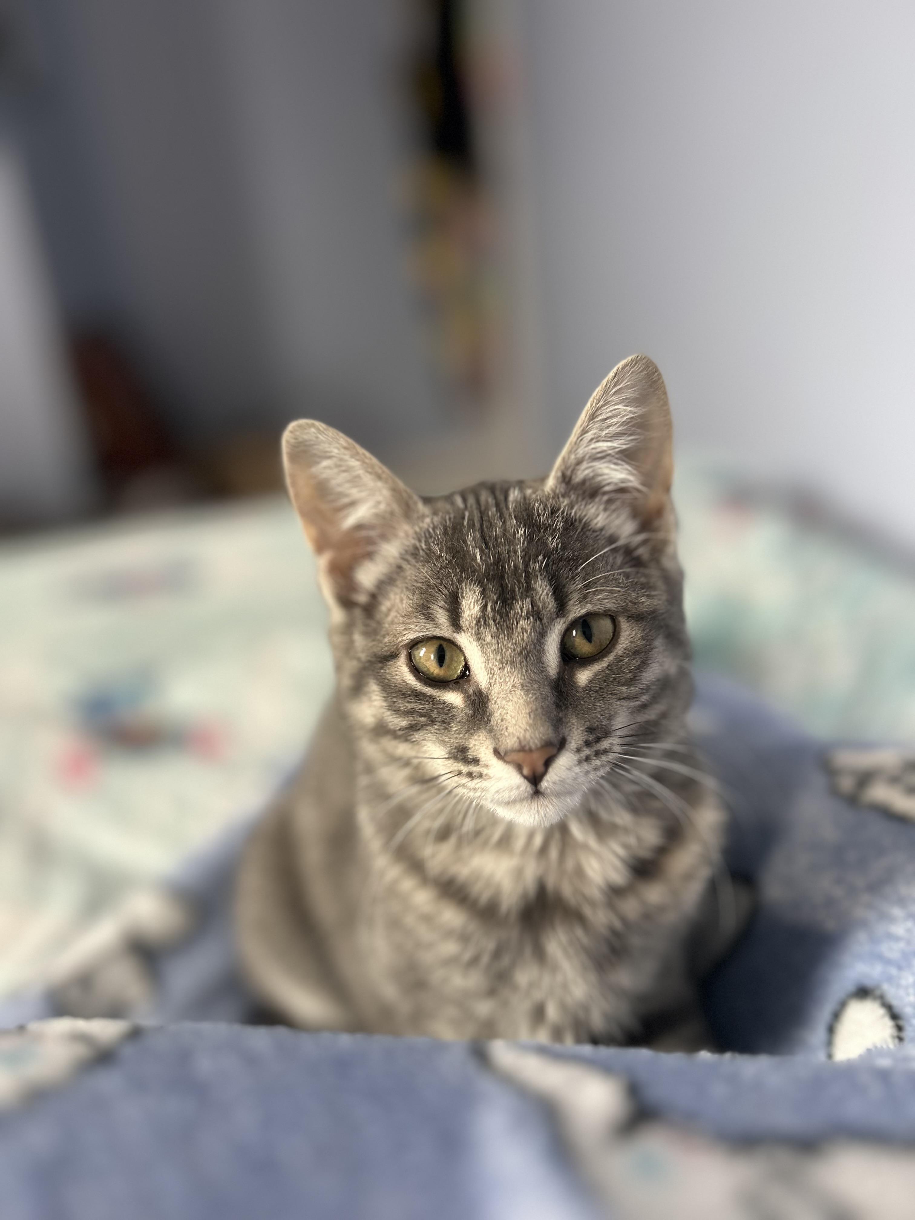 Enlarge ALEXIS, a ADOPTABLE Tabby in Shakespeare, ON image 1/3