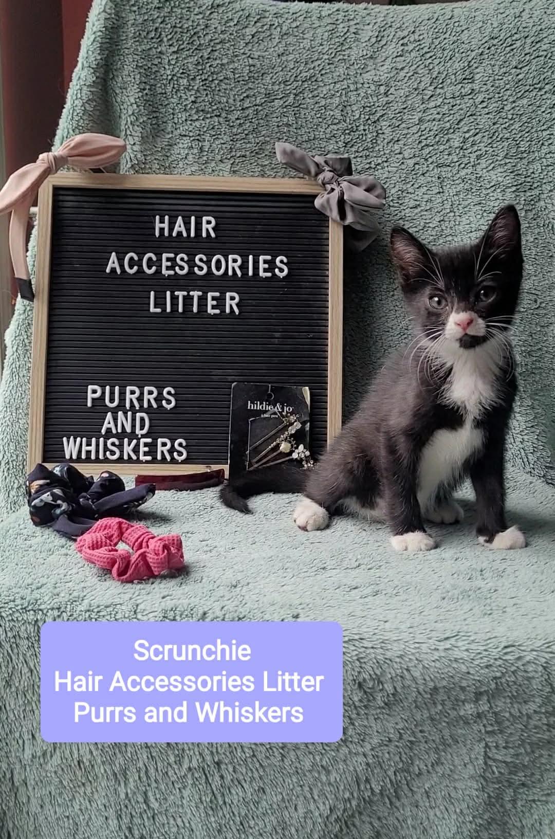 Scrunchie, Adoptable, Kitten Female Domestic Short Hair.
