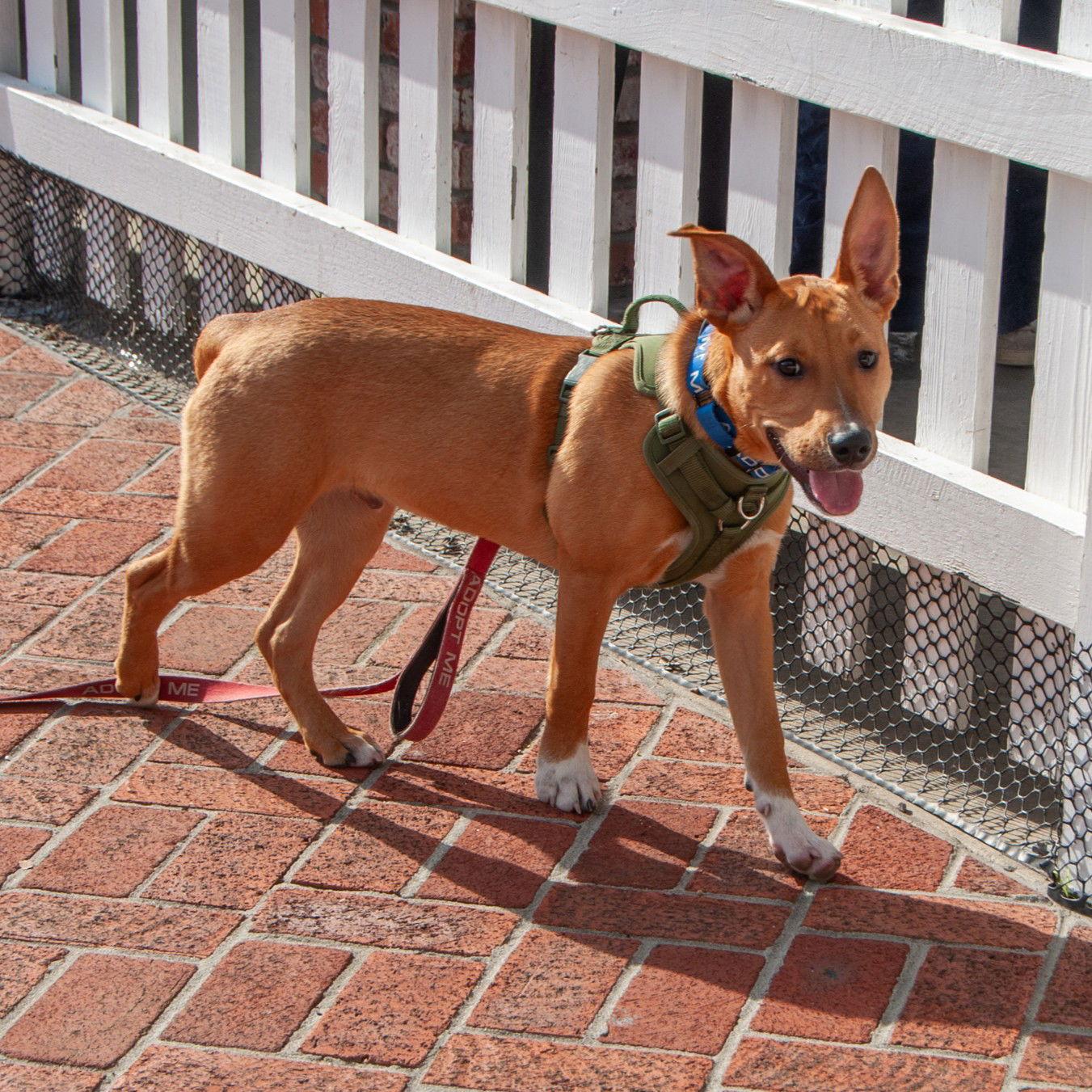 Benny, Adopted, Puppy Male Pit Bull Terrier.