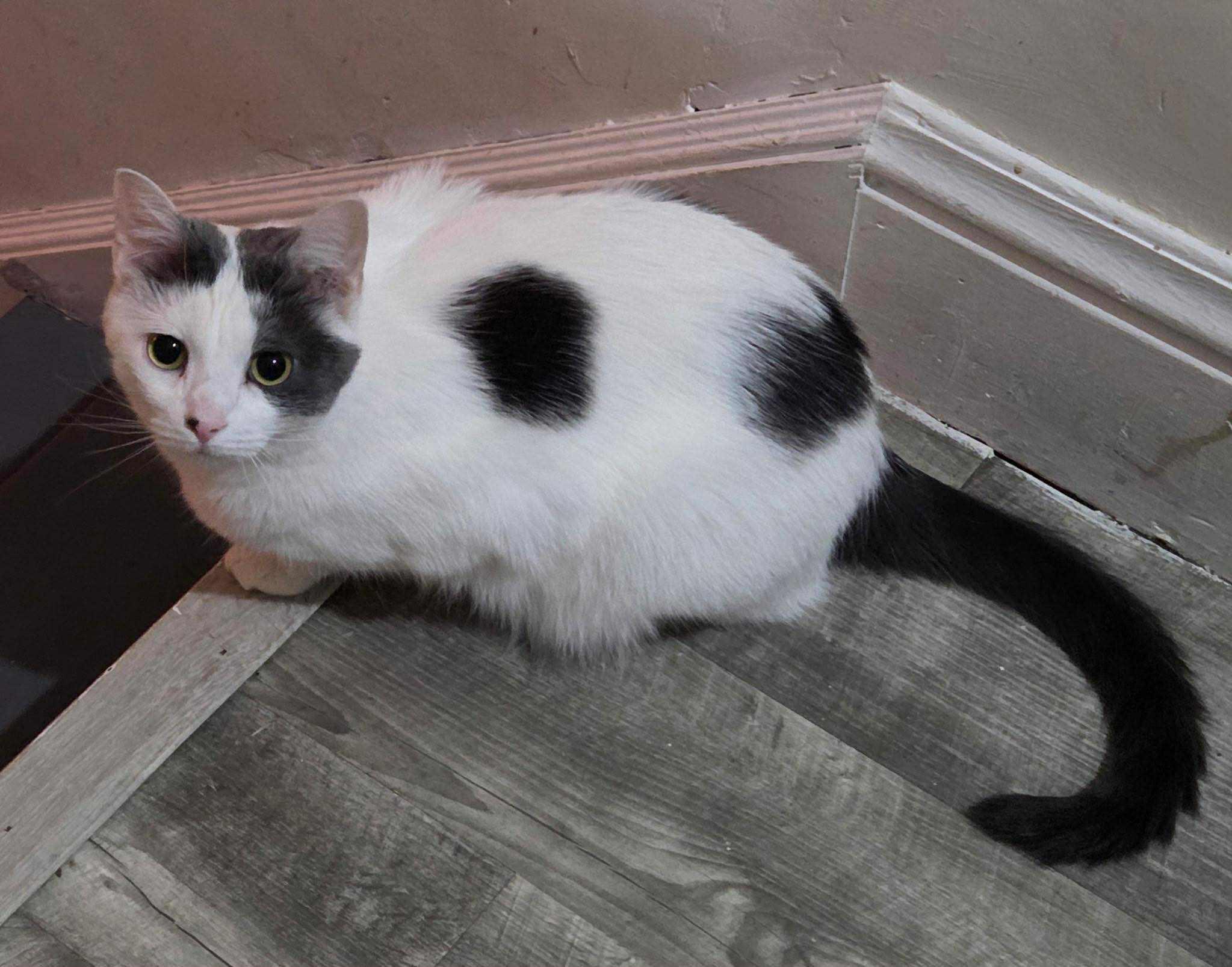 Enlarge Riccar, a Adoptable Domestic Short Hair in Indianapolis, IN image 2/3