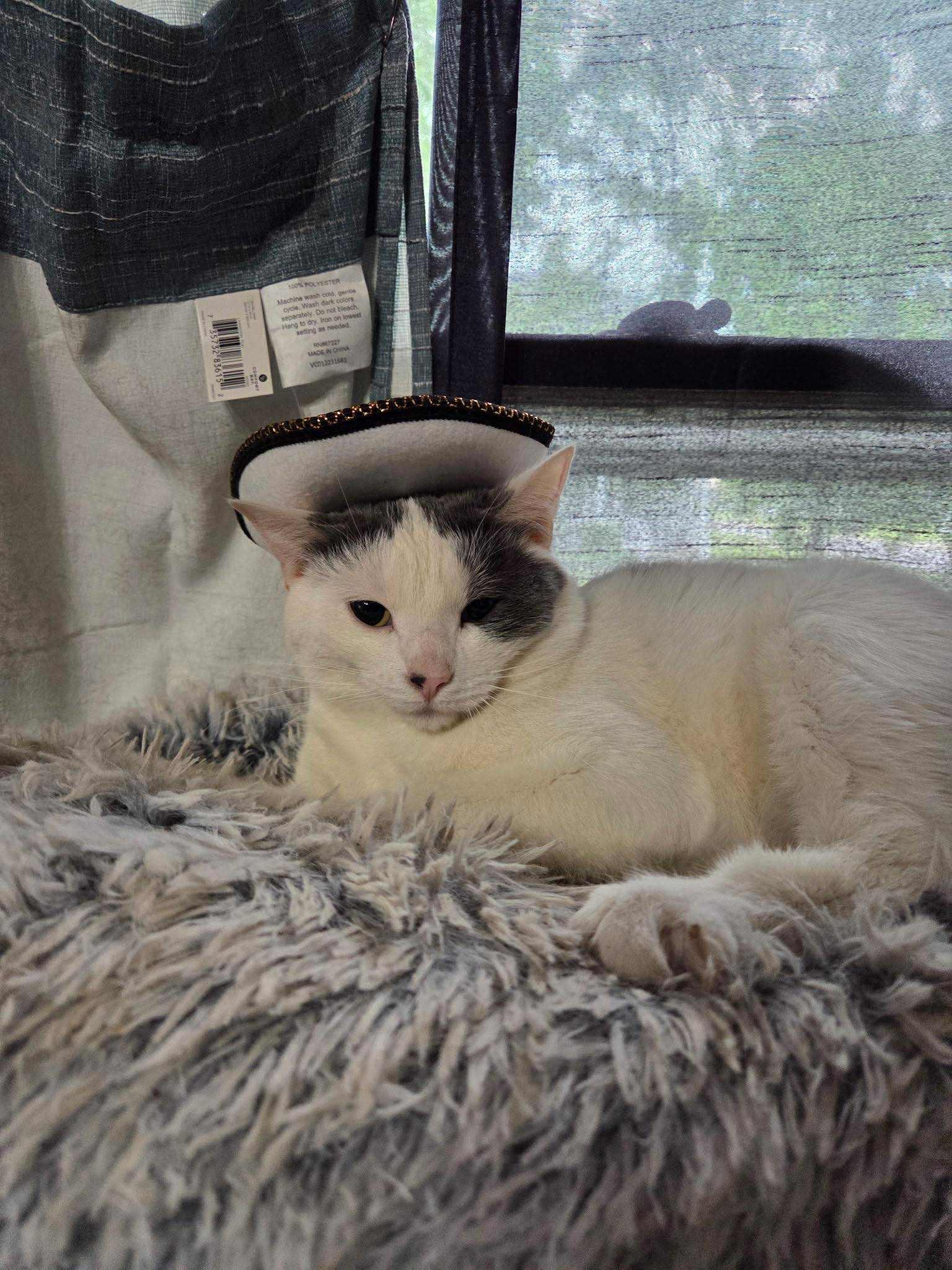 Riccar, Adoptable, Adult Male Domestic Short Hair.