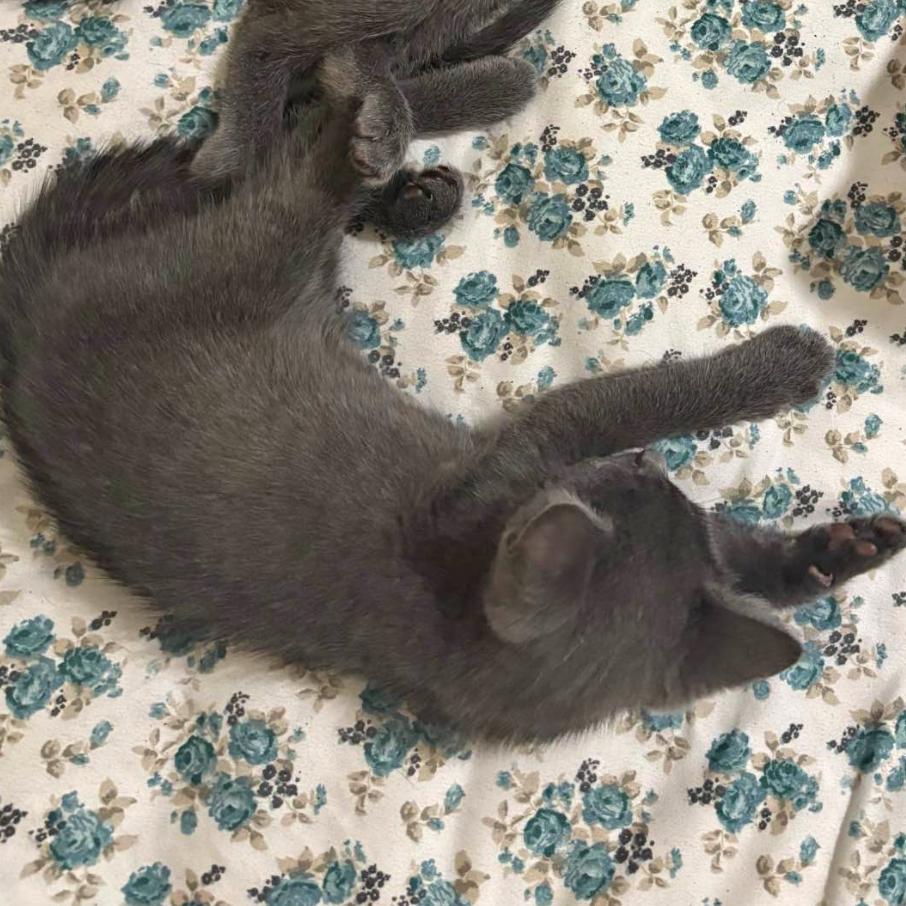 Bill, Adoptable, Kitten Male Russian Blue.